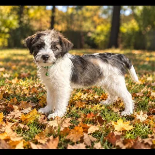 Photo of Baby Female Terrier