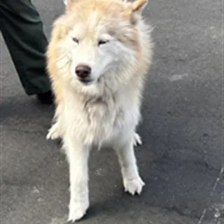 Photo of Adult Female Alaskan Malamute