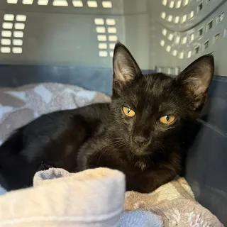 Photo of Baby Male Domestic Short Hair