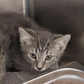 Photo of Baby Female Domestic Short Hair