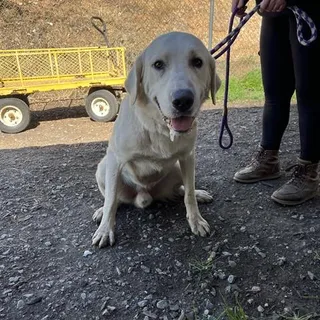 Photo of Adult Male Great Pyrenees