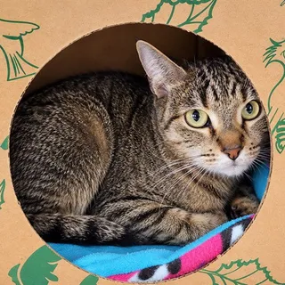 Photo of Young Female Domestic Short Hair